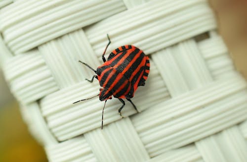 Black and Red Striped Bug on White Wicker Surface