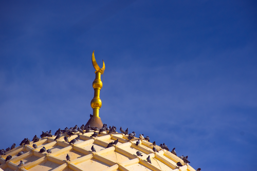 Free stock photo of birds, blue, gold Stock Photo