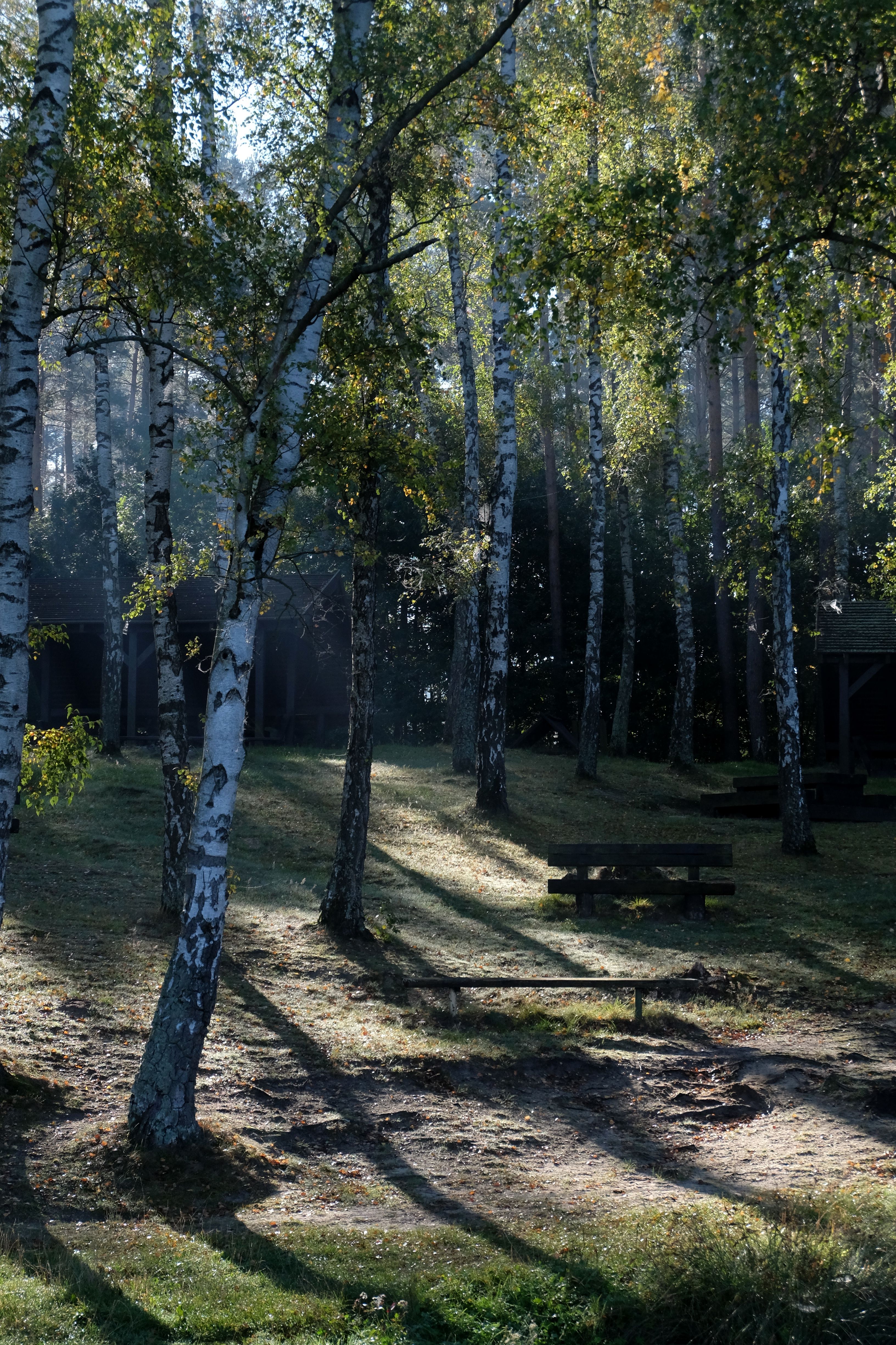 Serene Birch Forest at Dawn with Sunlight · Free Stock Photo