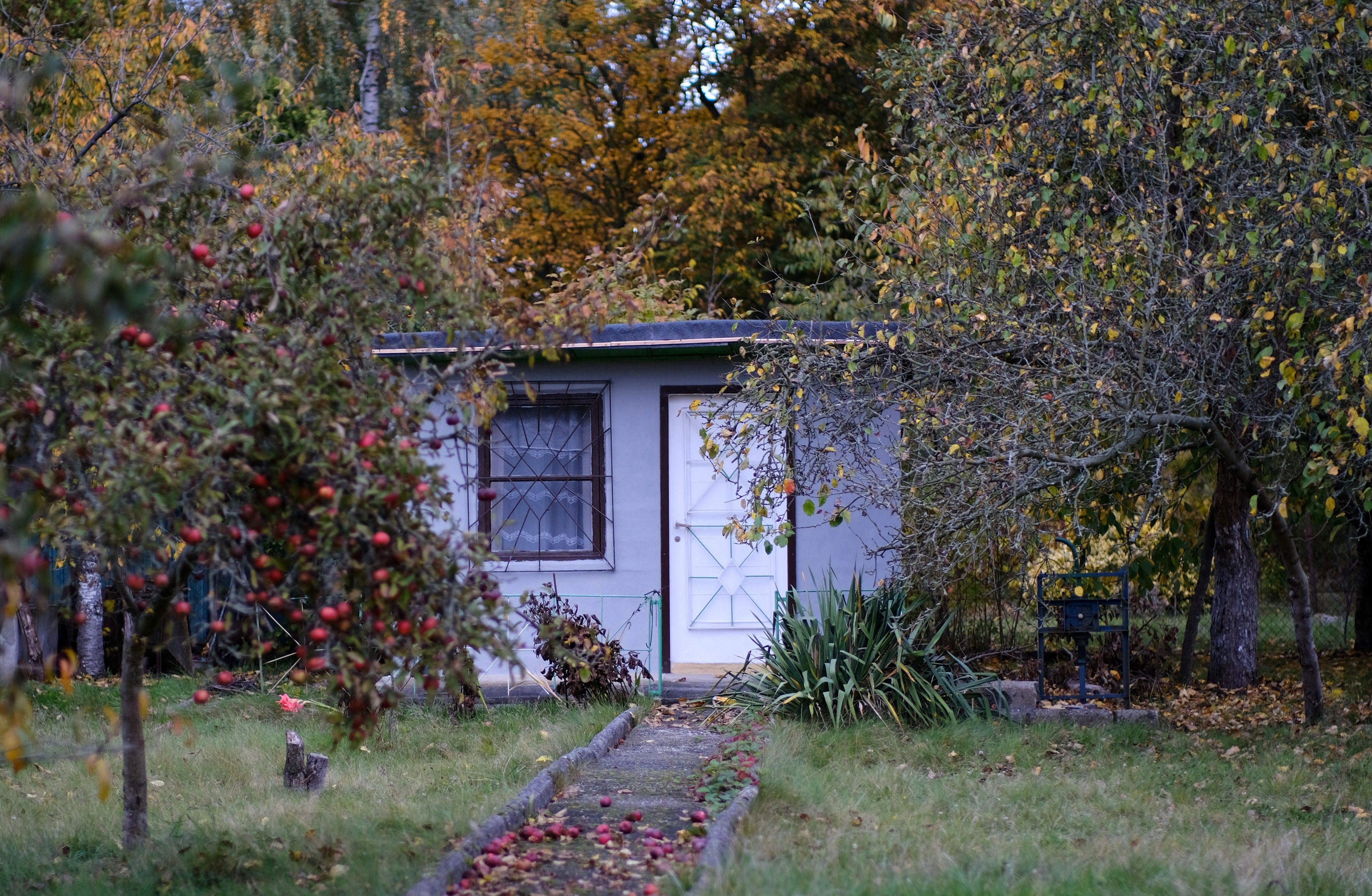 A quaint garden shed amidst colorful autumn foliage with apple trees and fallen leaves.