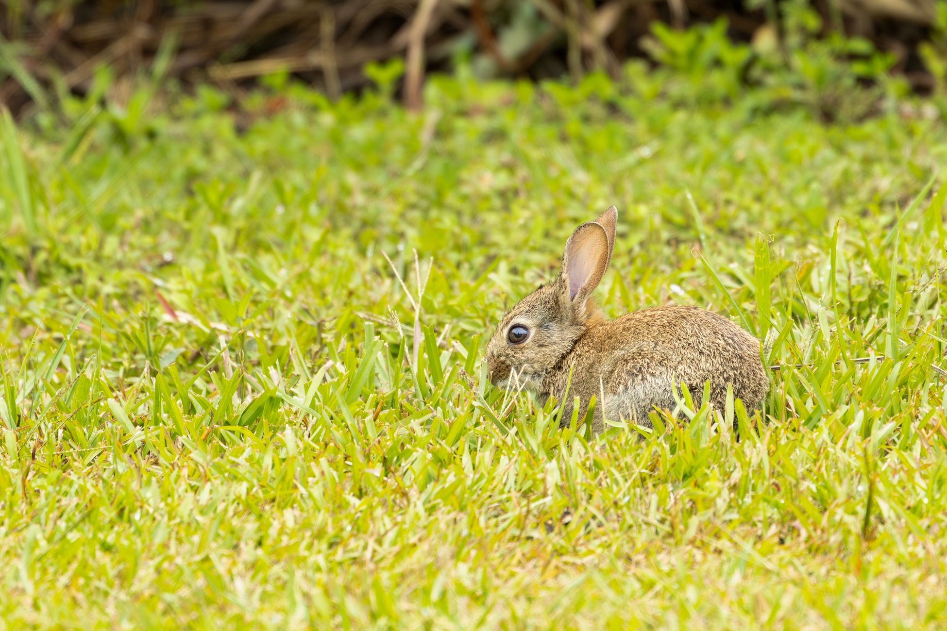 Australië kampt met konijnenplaag die landbouw en natuur verwoest
