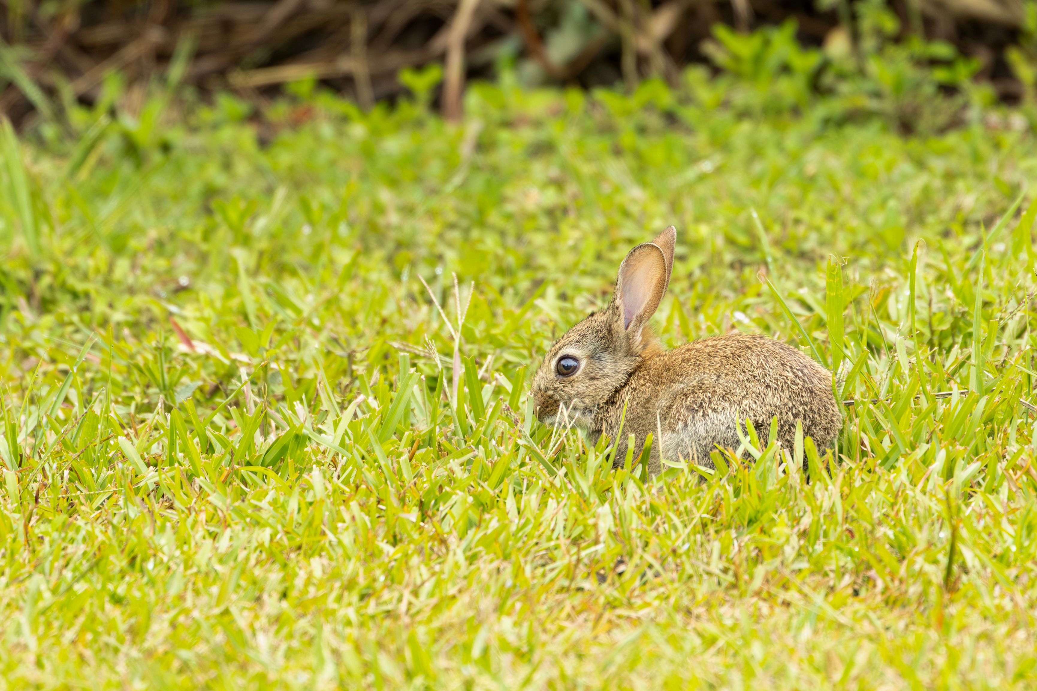 Wild Rabbit in Lush Green Grassland, Australia · Free Stock Photo