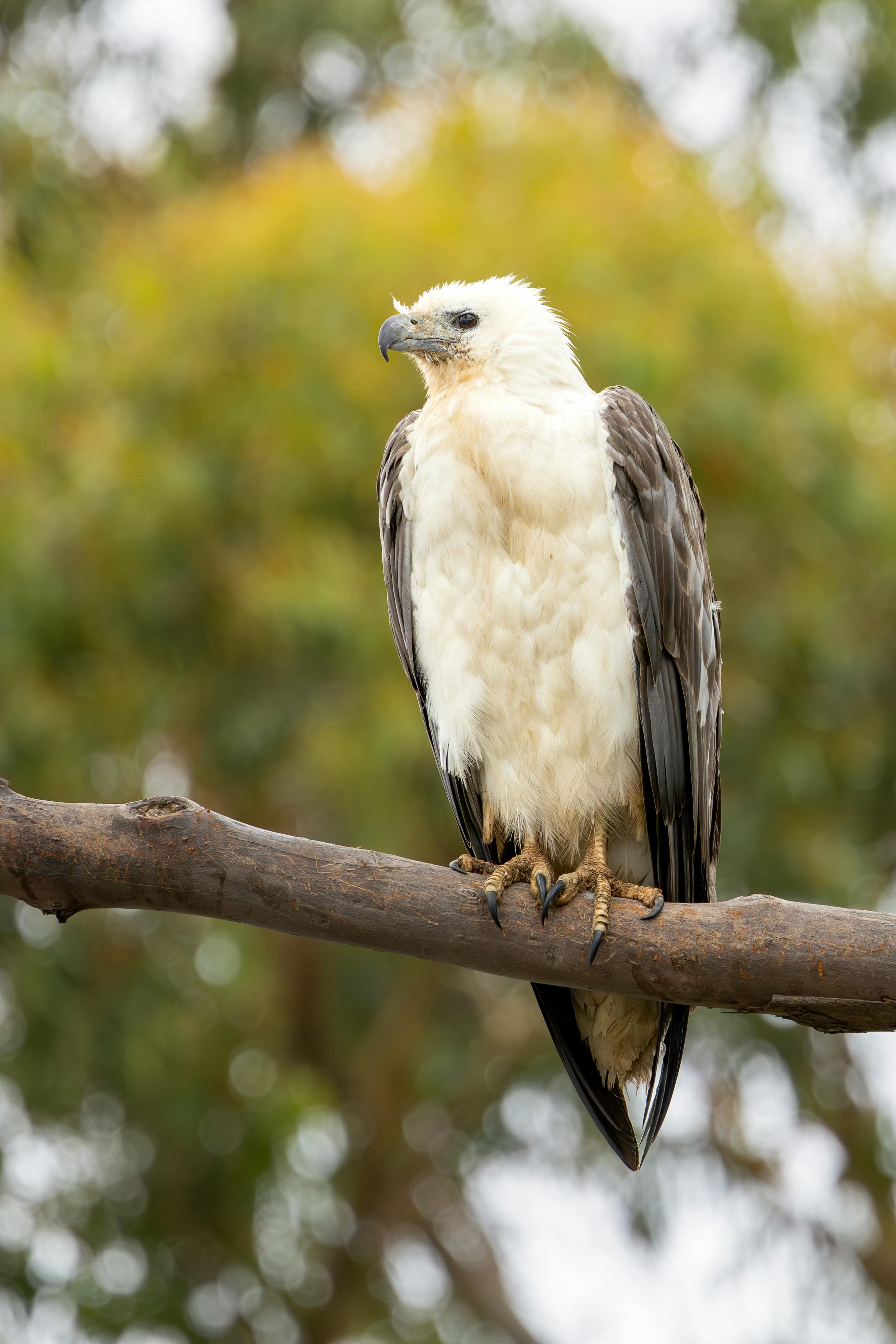 Free stock photo of White-bellied sea eagle