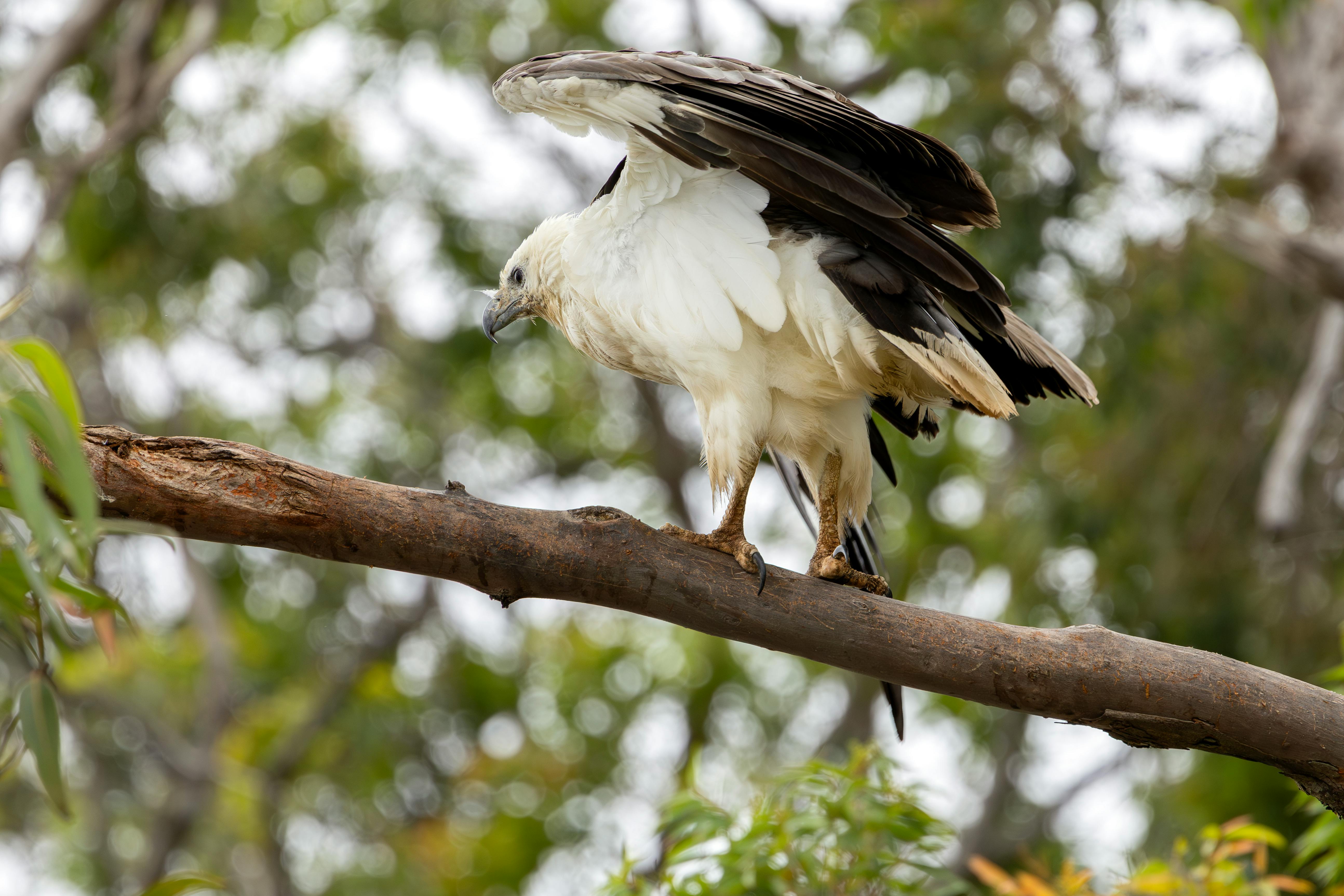 Free stock photo of White-bellied sea eagle