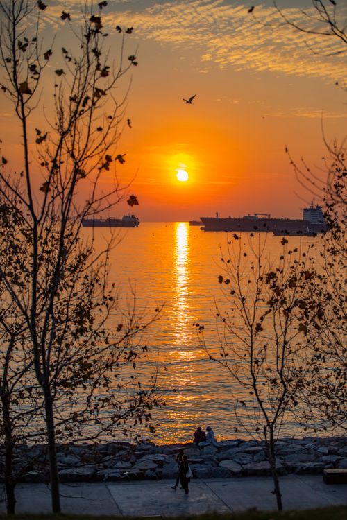 Free A vibrant sunset over the sea with silhouetted trees and distant ships. Stock Photo