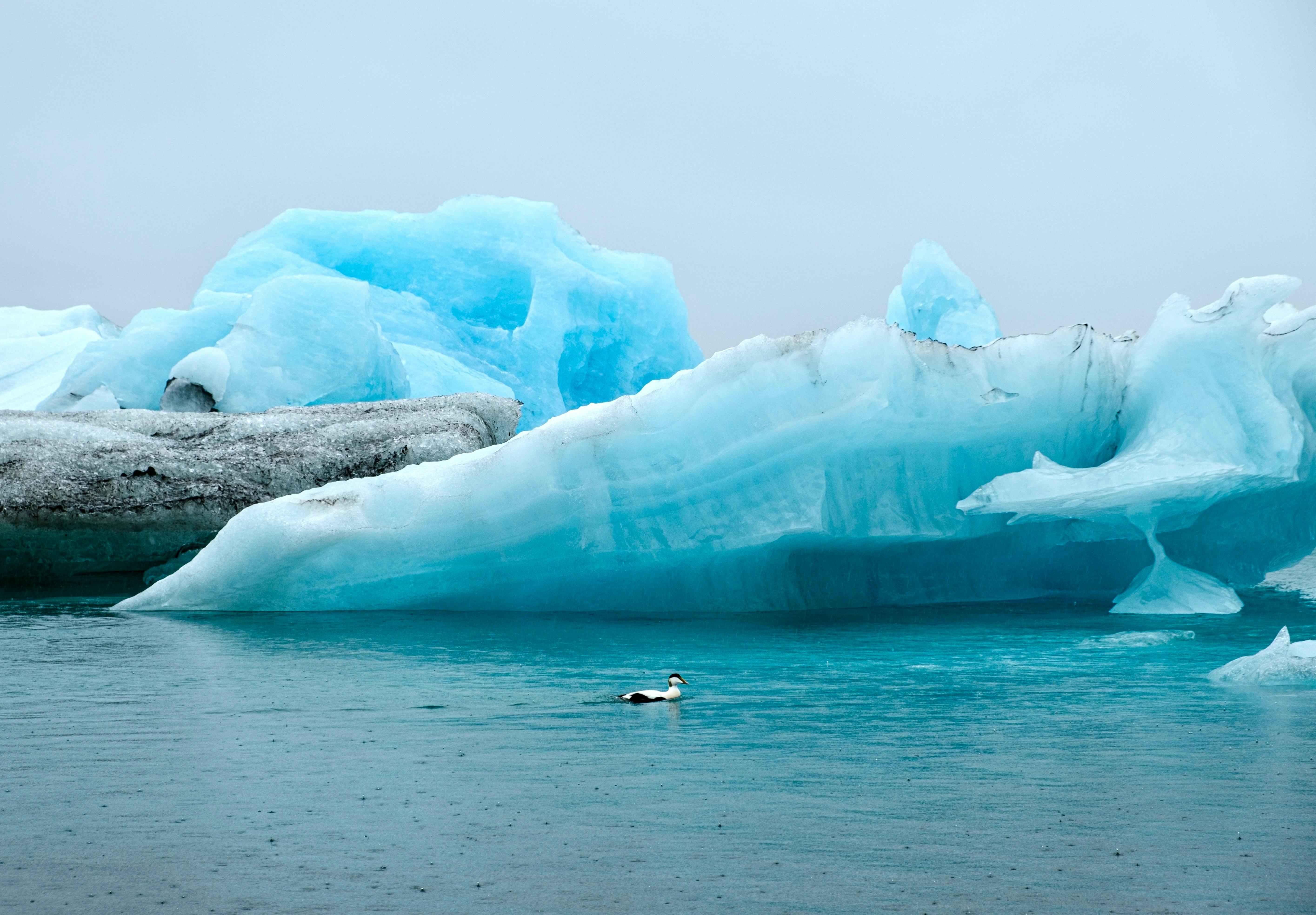 A serene scene of icebergs with a lone eider duck swimming in Iceland's waters.