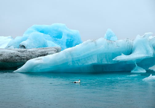 A serene scene of icebergs with a lone eider duck swimming in Iceland's waters.