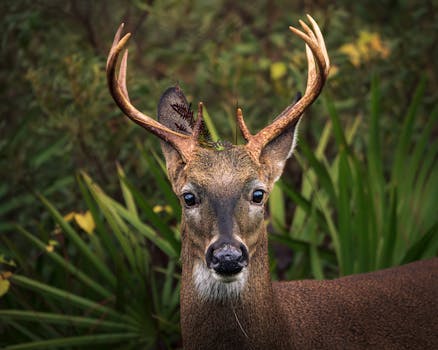 Detailed close-up of a white-tailed deer in its natural forest habitat.