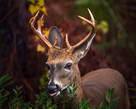 A close-up of a white-tailed deer with antlers in a vibrant autumn forest setting.