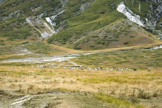 Wide shot of cattle grazing in a lush mountainous meadow under clear skies.