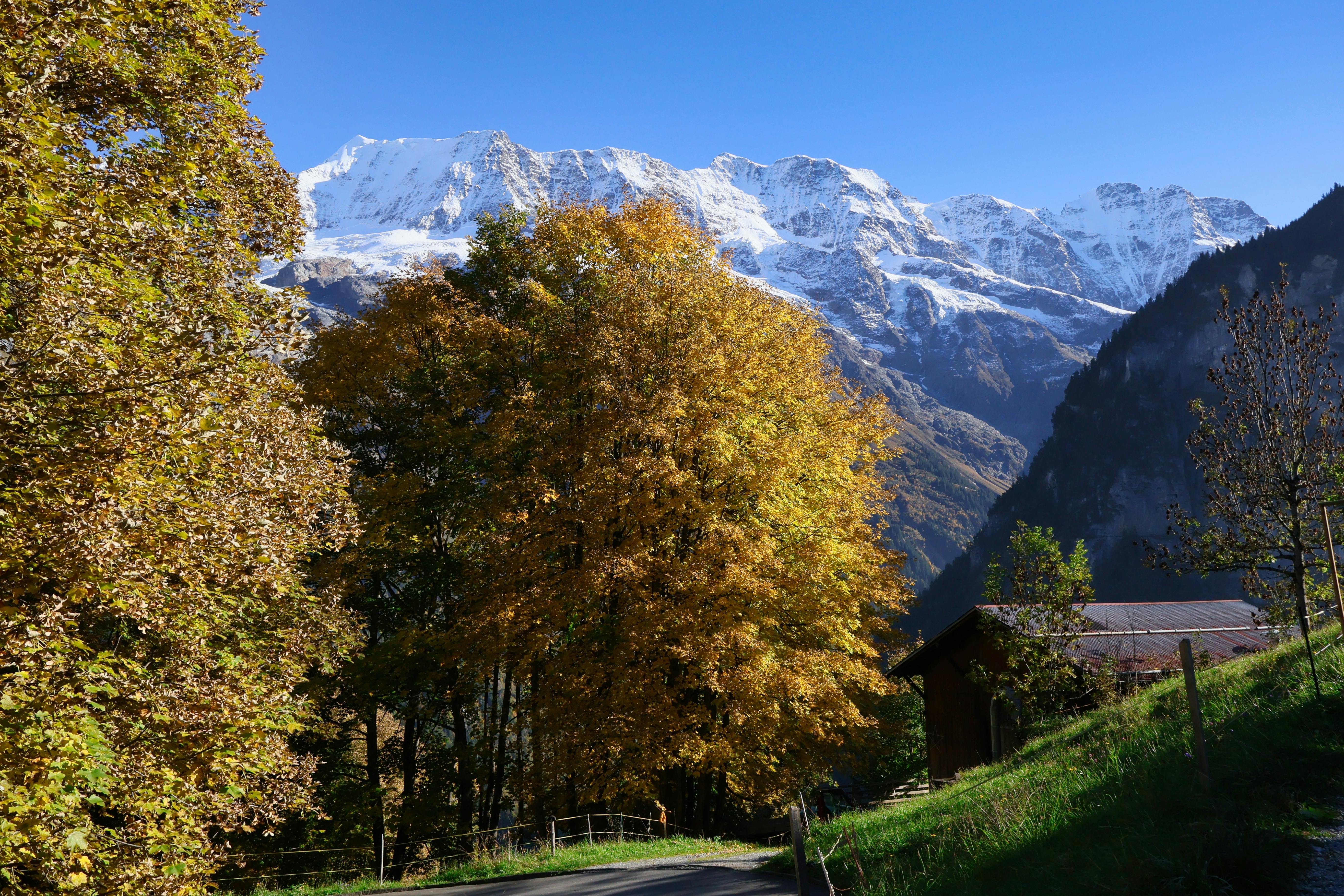 Scenic view of snow-capped mountains and autumn trees in Grindelwald, Switzerland.