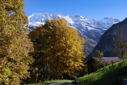 Free Scenic view of snow-capped mountains and autumn trees in Grindelwald, Switzerland. Stock Photo