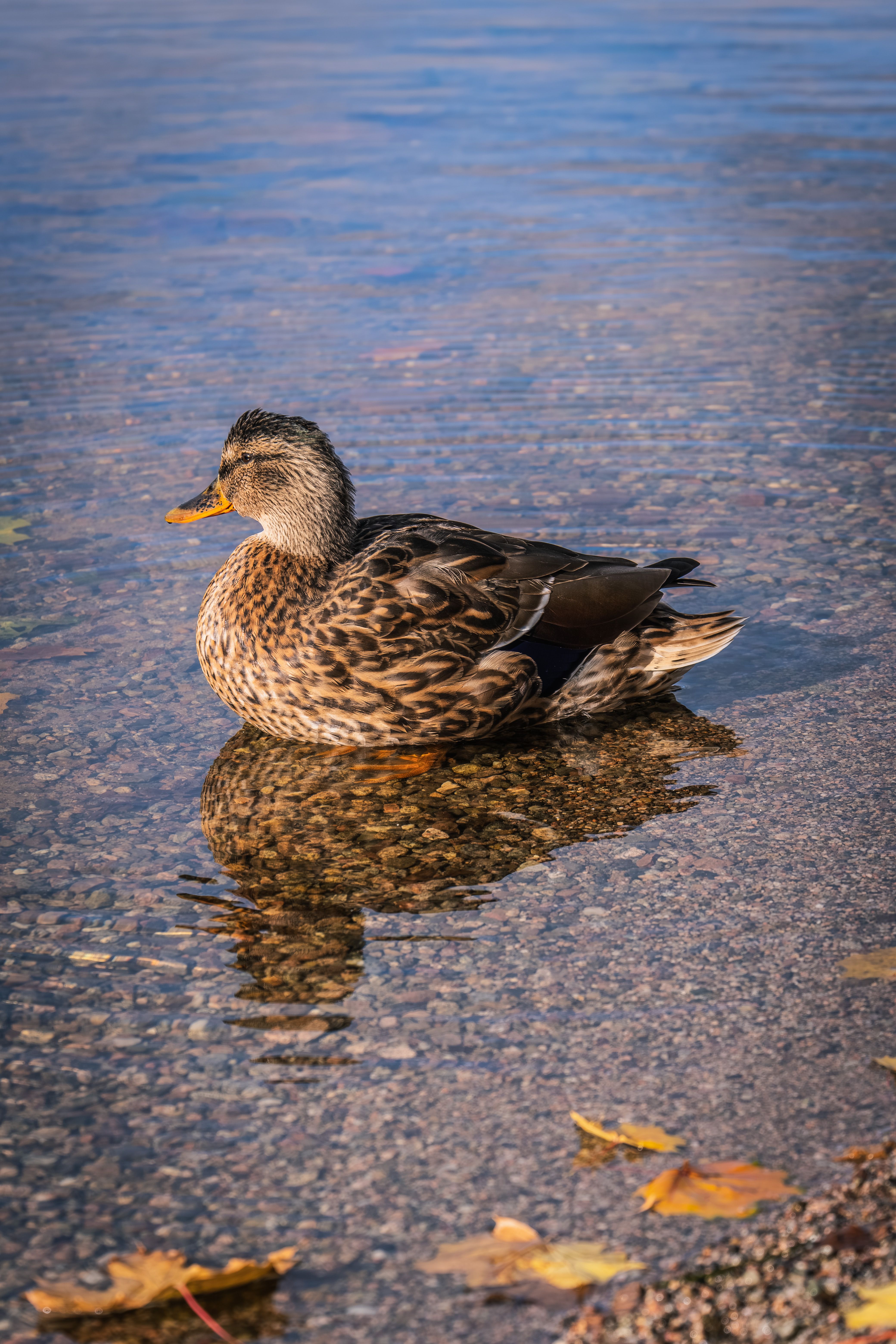 Solitary Mallard Duck Resting in Calm Waters · Free Stock Photo