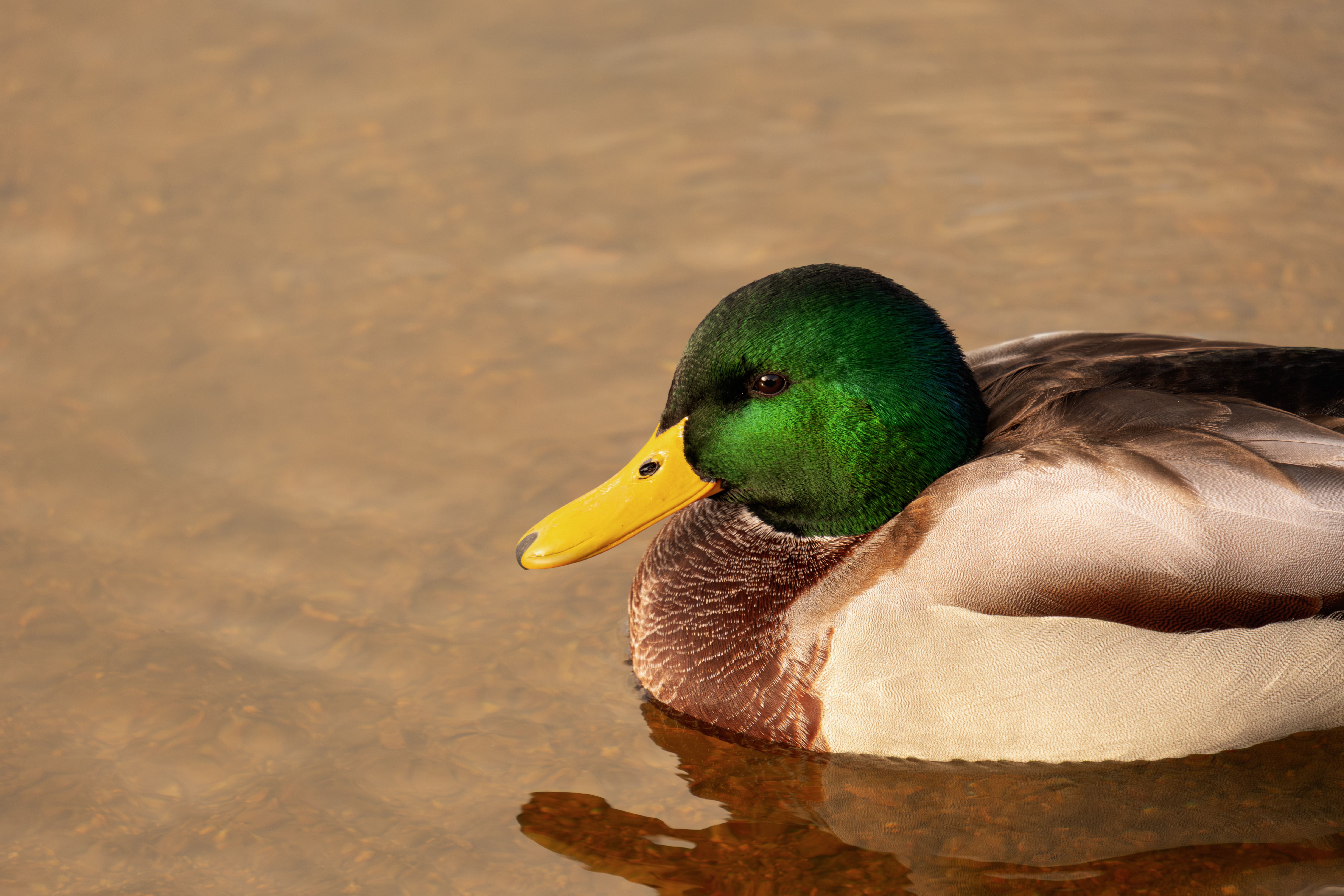 2012 Review of Drake Software — Drake Tax — Photo by Ilo Frey on Pexels