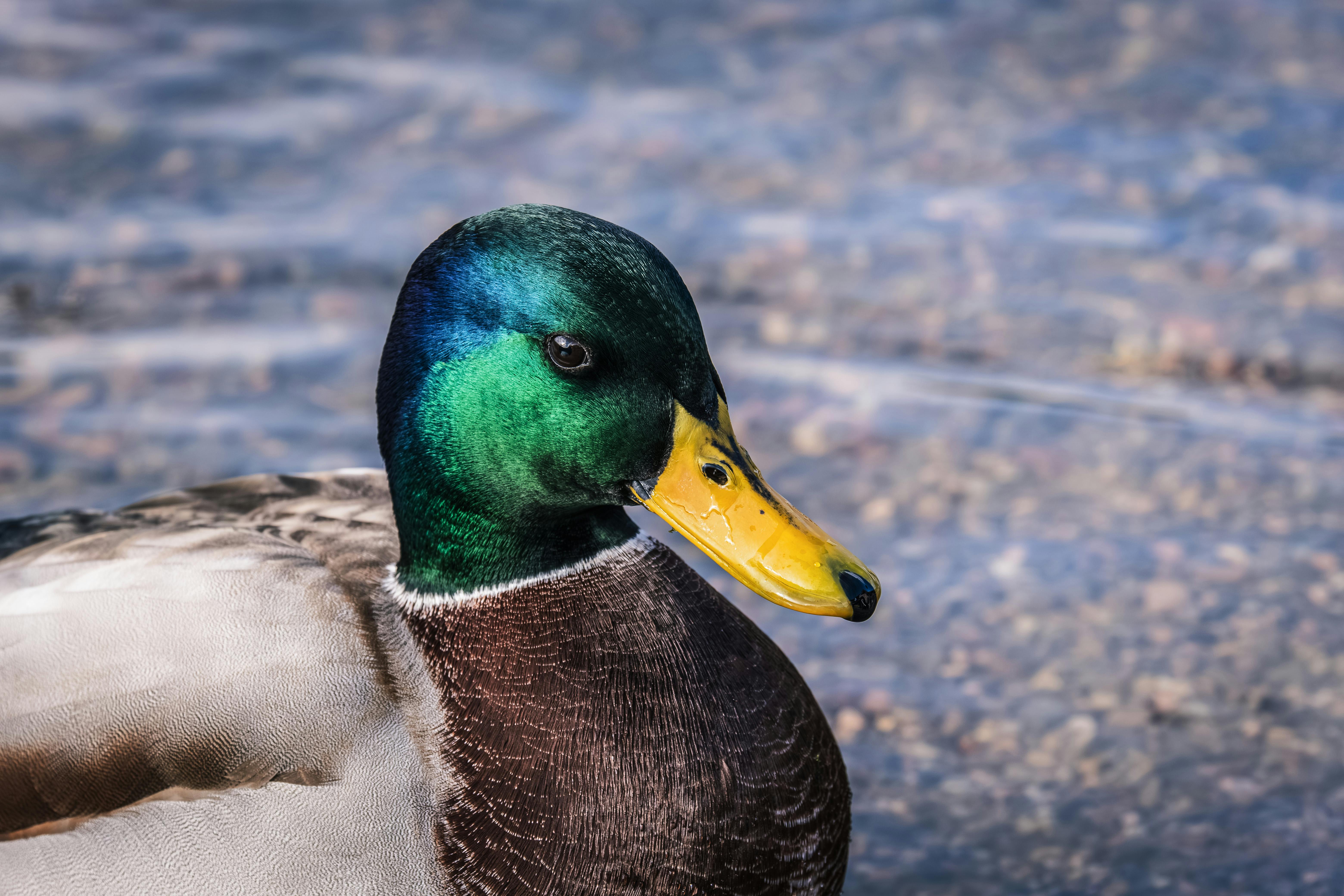 2012 Review of Drake Software — Drake Tax — Photo by Ilo Frey on Pexels