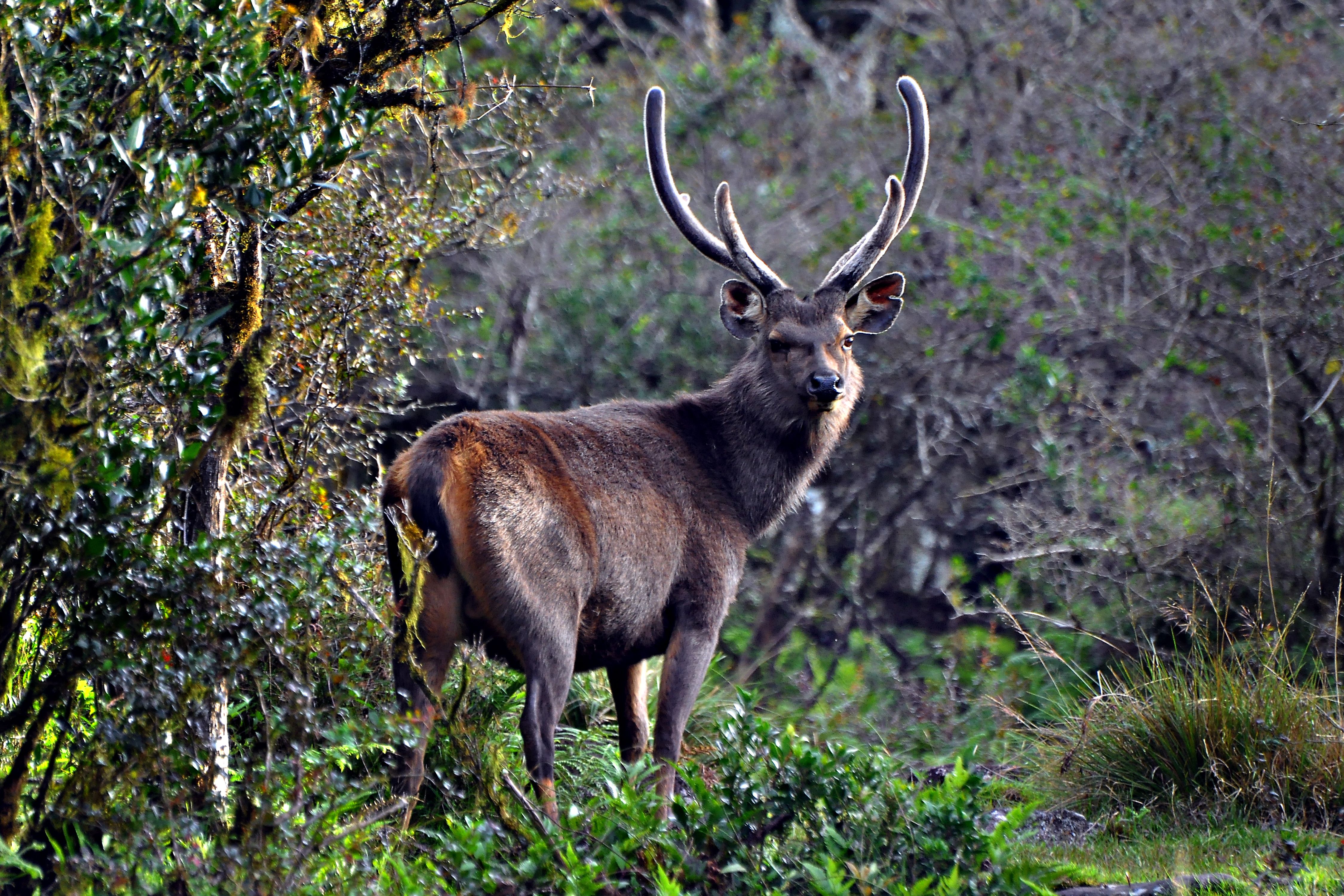 Majestic Sambar Deer in Sri Lankan Forest · Free Stock Photo