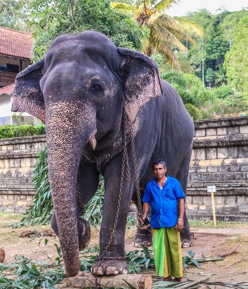 Free A large Sri Lankan elephant with its keeper in Kandy, Sri Lanka, showcasing cultural heritage. Stock Photo