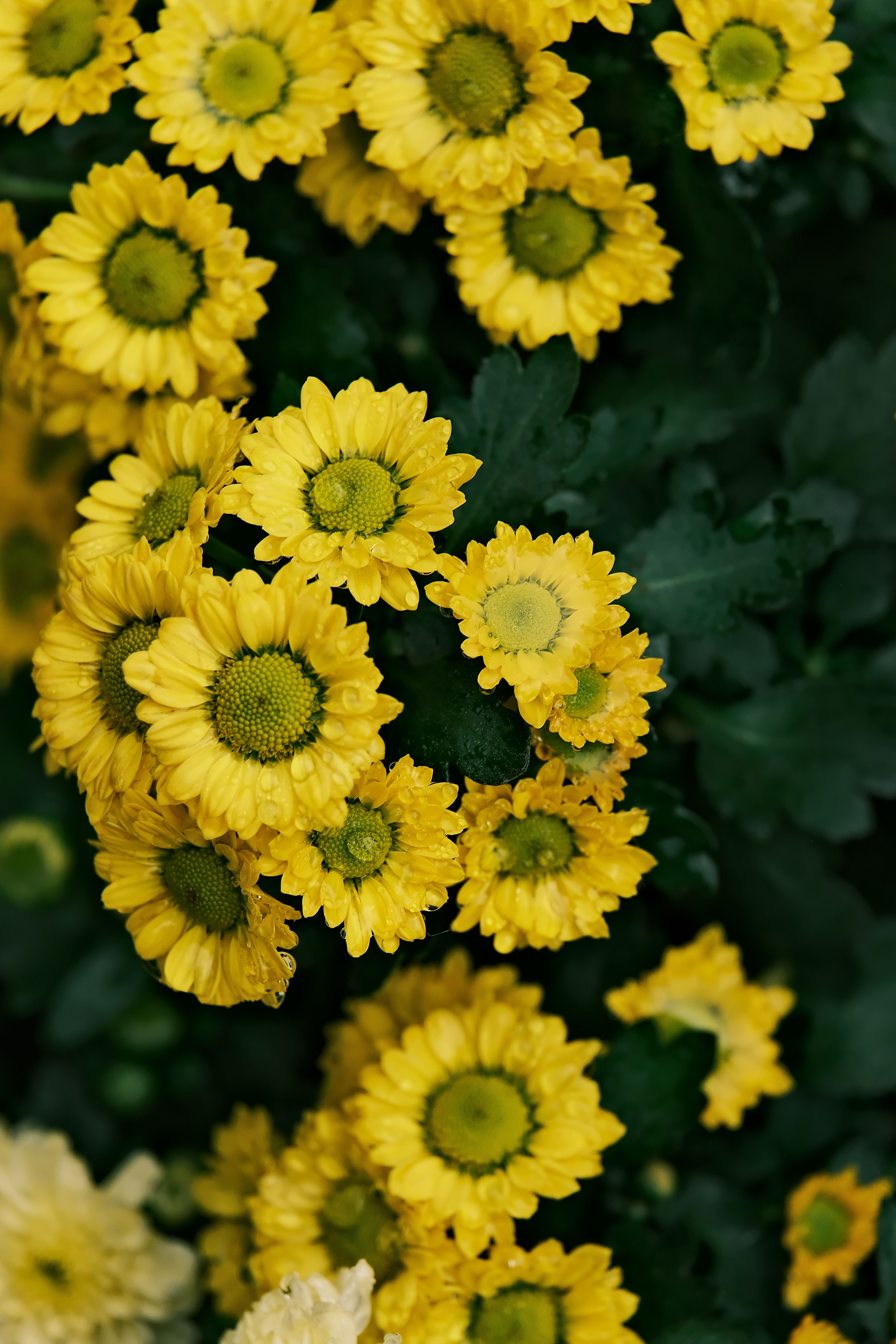 Close-up of vibrant yellow chrysanthemums in full bloom, showcasing lush greenery.
