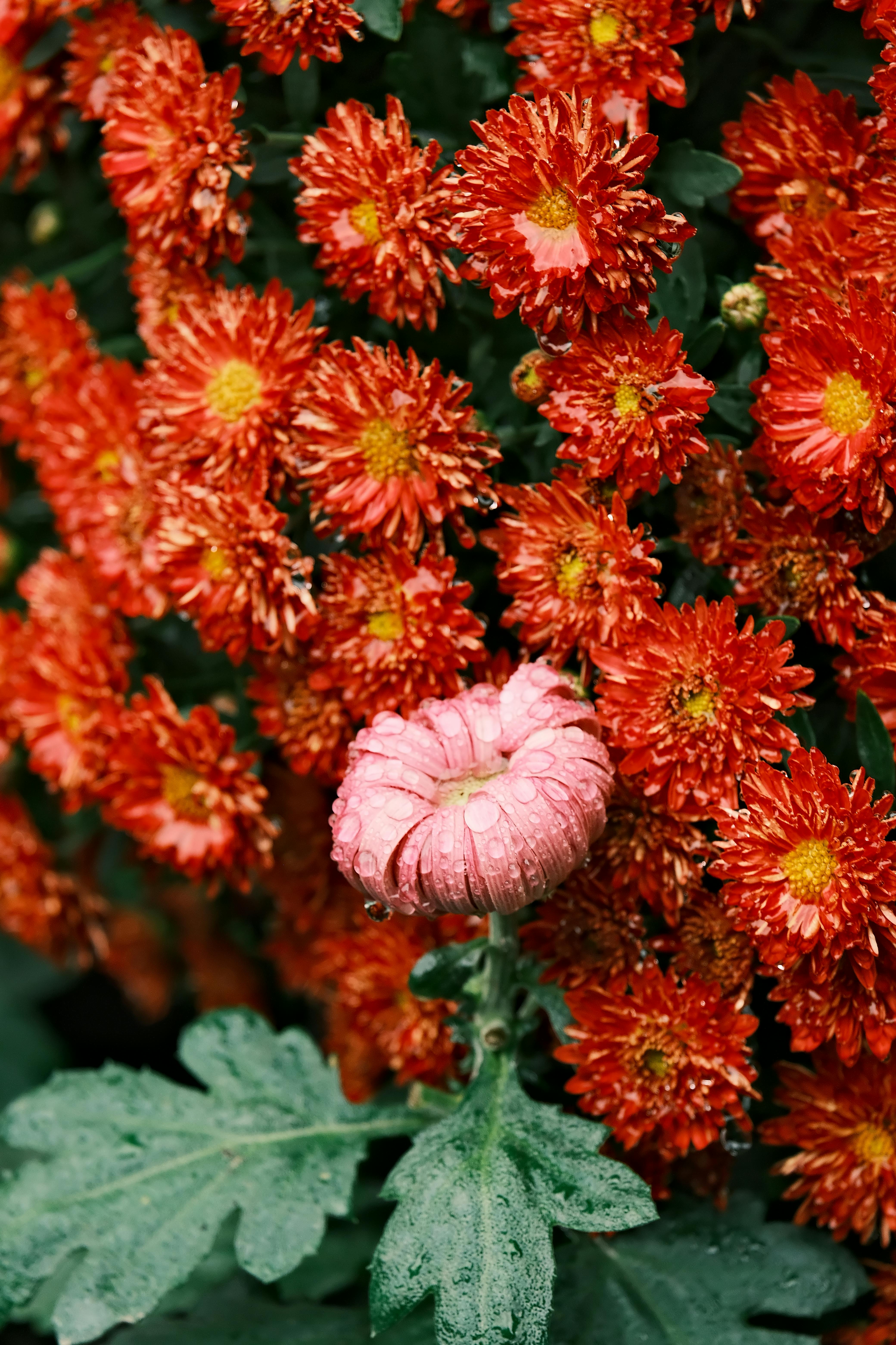 [ColoSach]-close-up-of-vibrant-red-chrysanthemums-with-dew,-featuring-a-single-pink-bloom.
