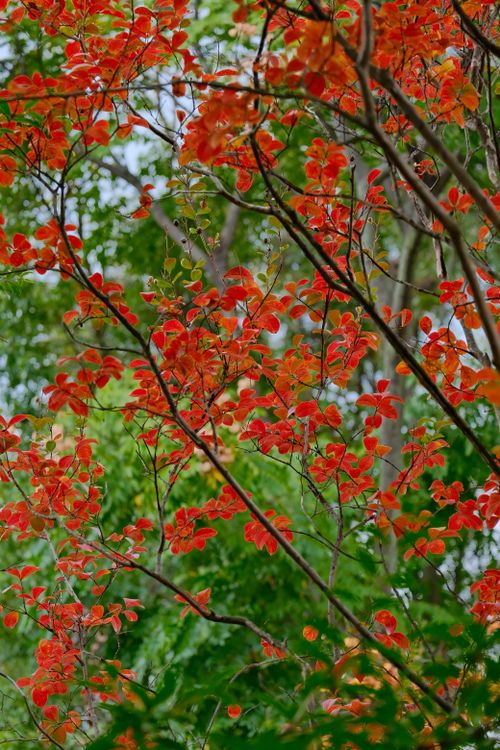 Free A serene forest scene showcasing vibrant red and green autumn foliage, highlighting natural beauty. Stock Photo