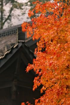 Striking orange maple leaves in fall contrast with classic wooden architecture.
