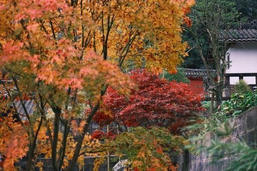 Stunning autumn scene with vivid red and orange leaves in a tranquil setting.