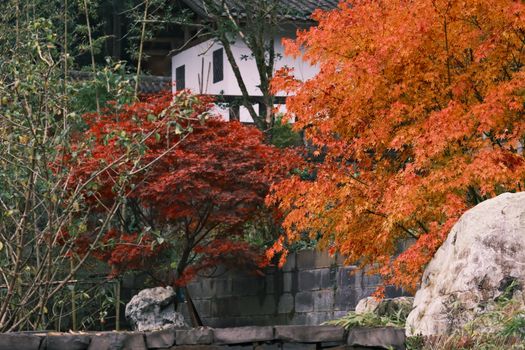 Vibrant autumn leaves in a traditional Japanese garden setting with stone and wood structures.