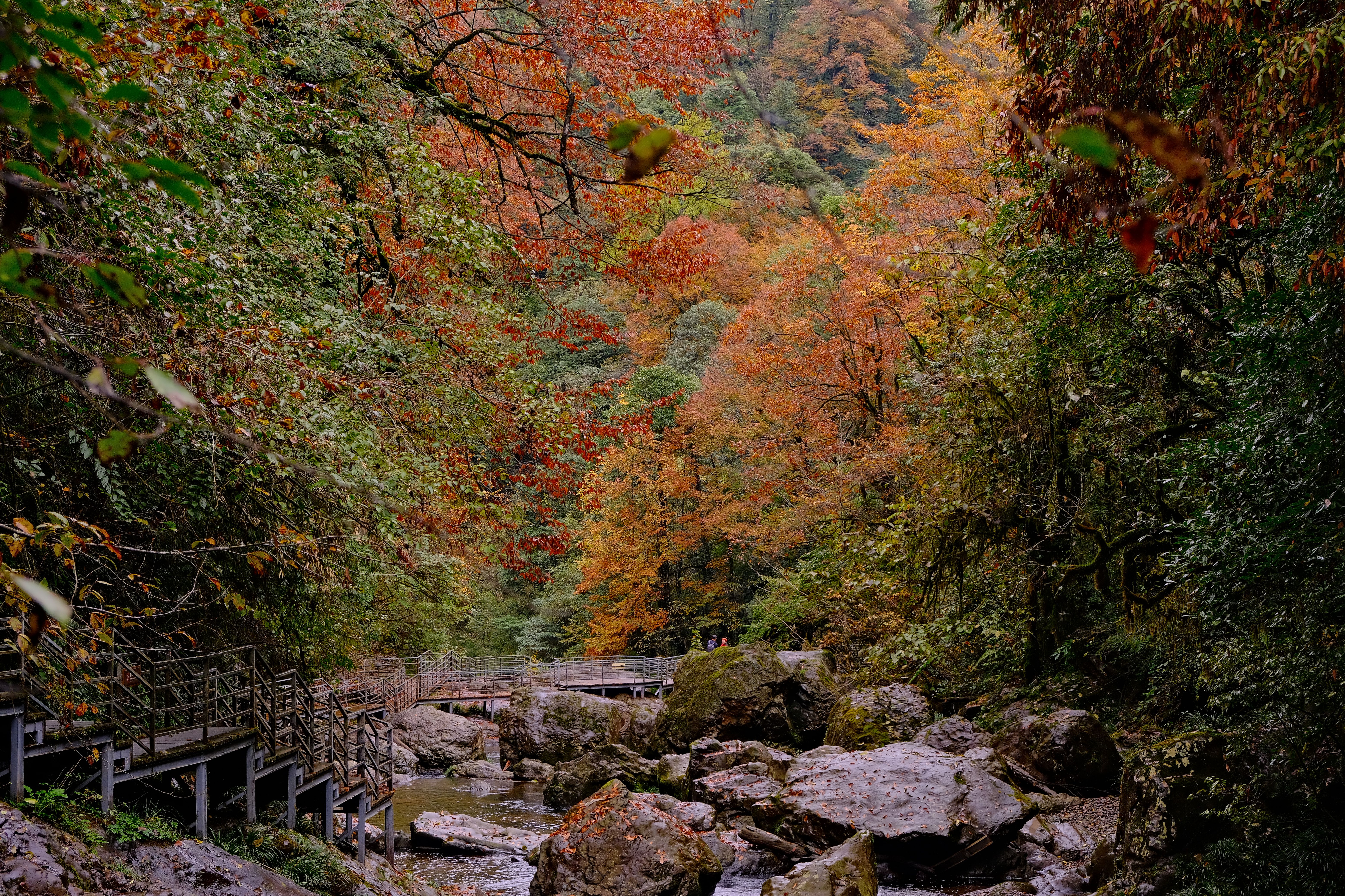 Explore a vibrant autumn forest pathway surrounded by colorful foliage and rocks.