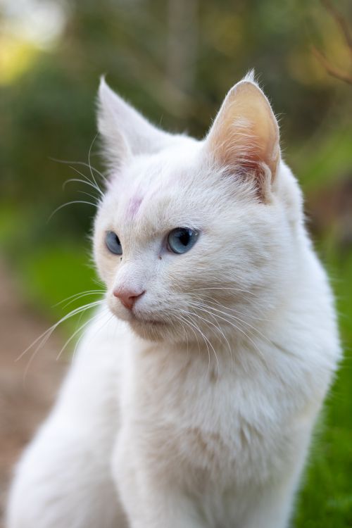 Free Close-up of a beautiful white cat with striking blue eyes enjoying the outdoors. Stock Photo