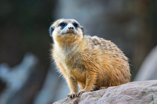 Free A detailed image of a meerkat perched on a rock with soft focus background. Stock Photo