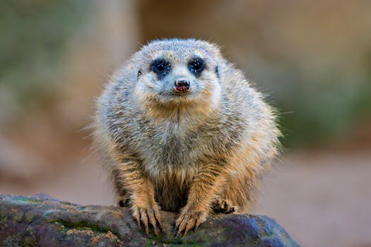 Nosy Be, Madagascar photo 6