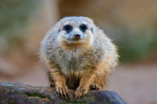 Free Close-up photo of a meerkat in its natural habitat, showcasing its detailed fur and alert expression. Stock Photo