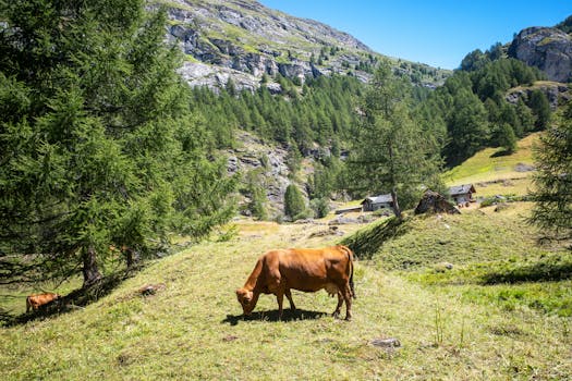 Sainte-Foy-l'Argentière