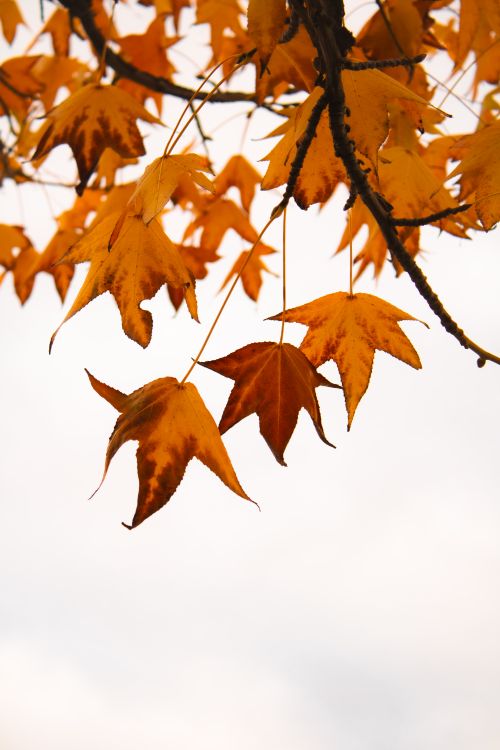 Free Vibrant orange autumn leaves hanging from a branch against a bright sky. Stock Photo