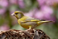 Yellow Bird Standing on Nest