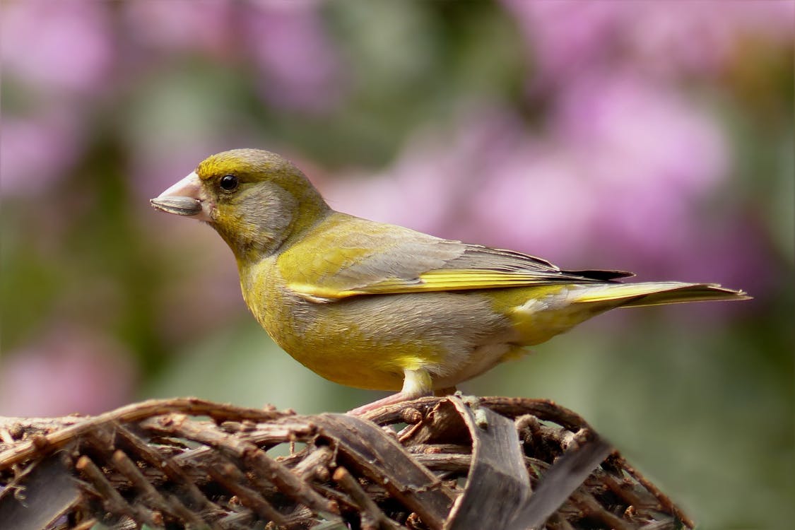 Bezpłatne Żółty Ptak Stojący Na Gnieździe Zdjęcie z galerii