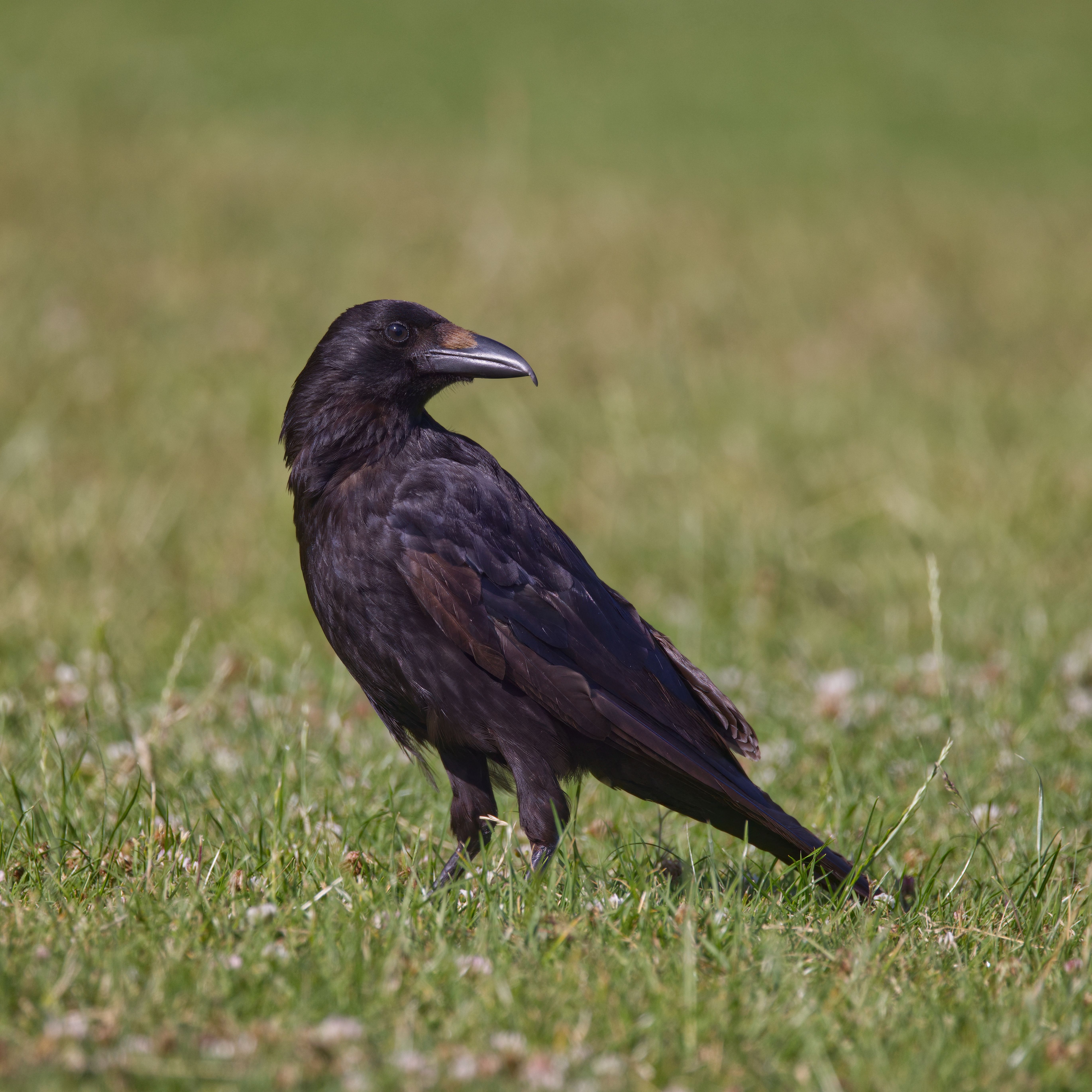 Close-up of a Black Crow on Green Grass Field · Free Stock Photo
