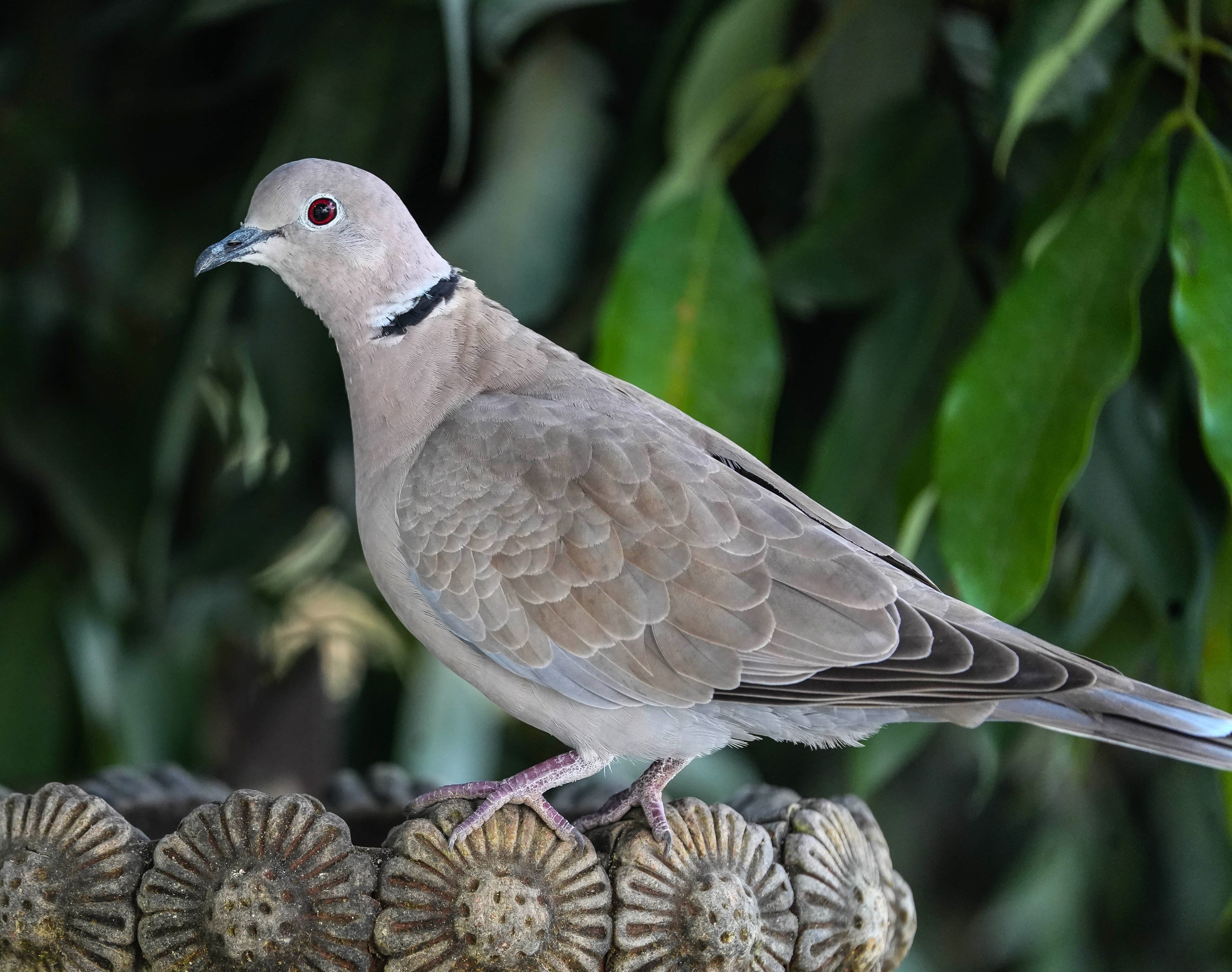 Collared dove British bird profile