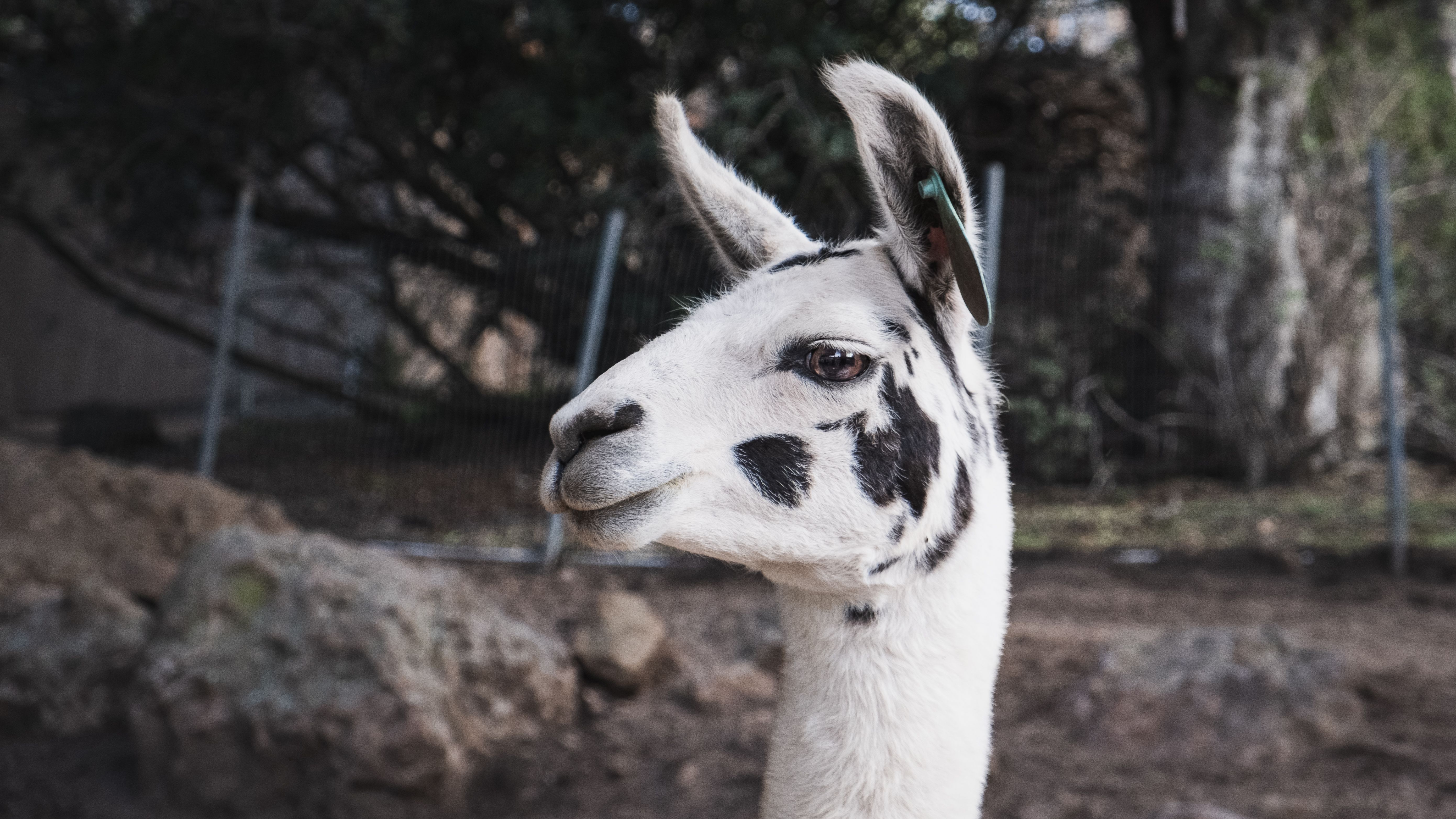 Free stock photo of animal, farm animal, llama Stock Photo