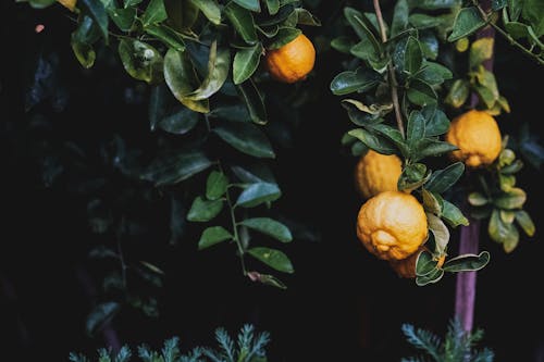 Kostnadsfri bild av citroner, citrus-, citrusfrukter