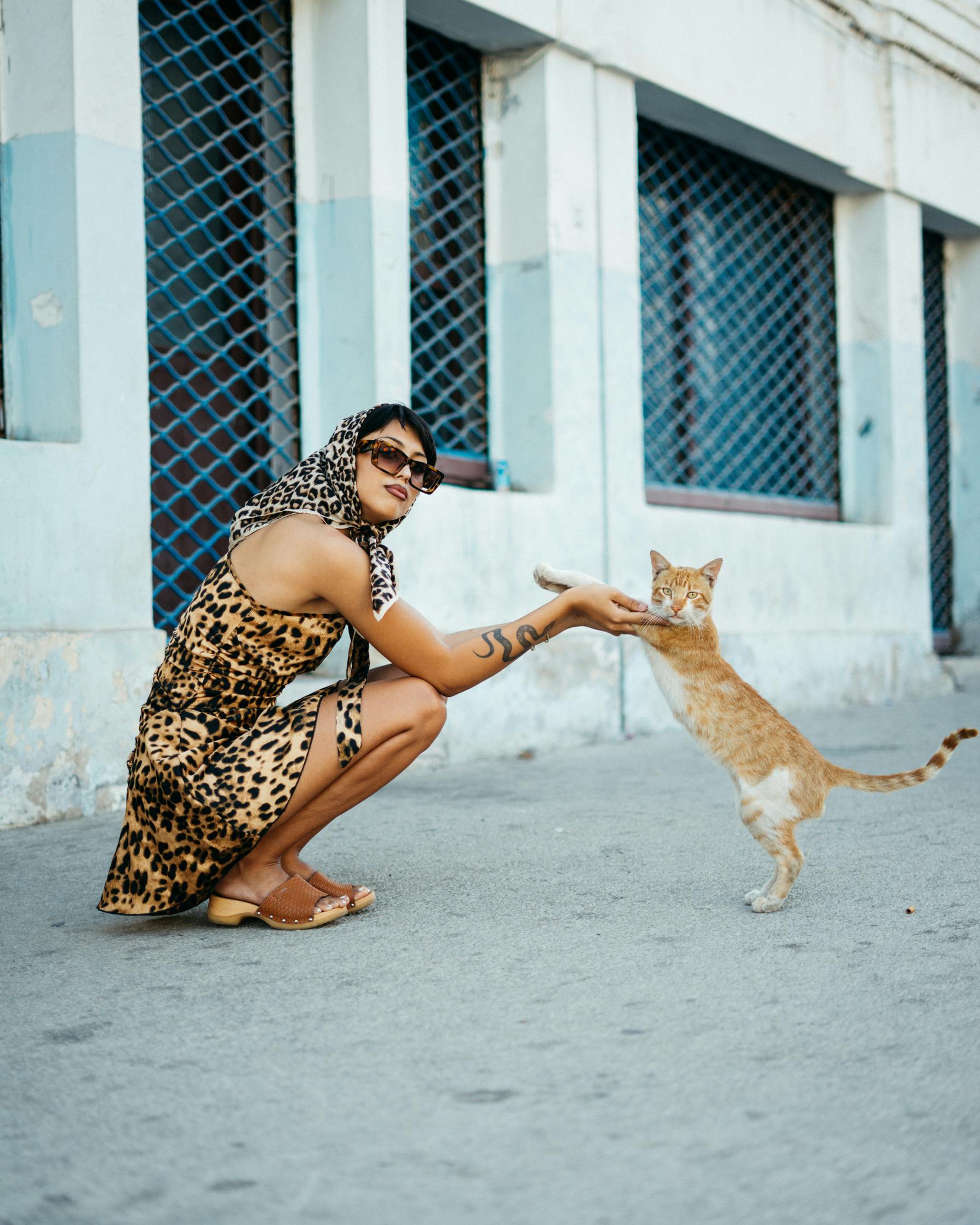 Free stock photo of agadir, cat, editorial fashion photography