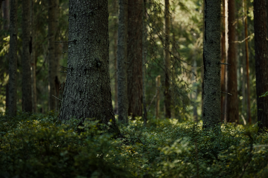 Dense forest with spruce trees and lush undergrowth, captured in natural sunlight.