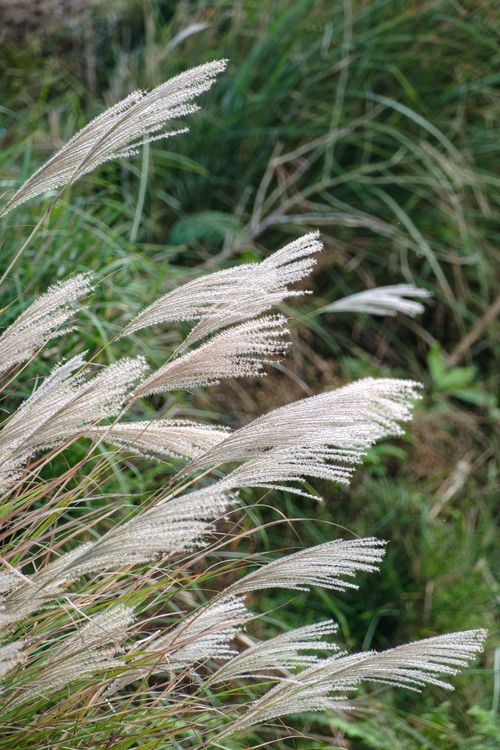 Free Serene close-up of pampas grass swaying gently in the wind. Stock Photo