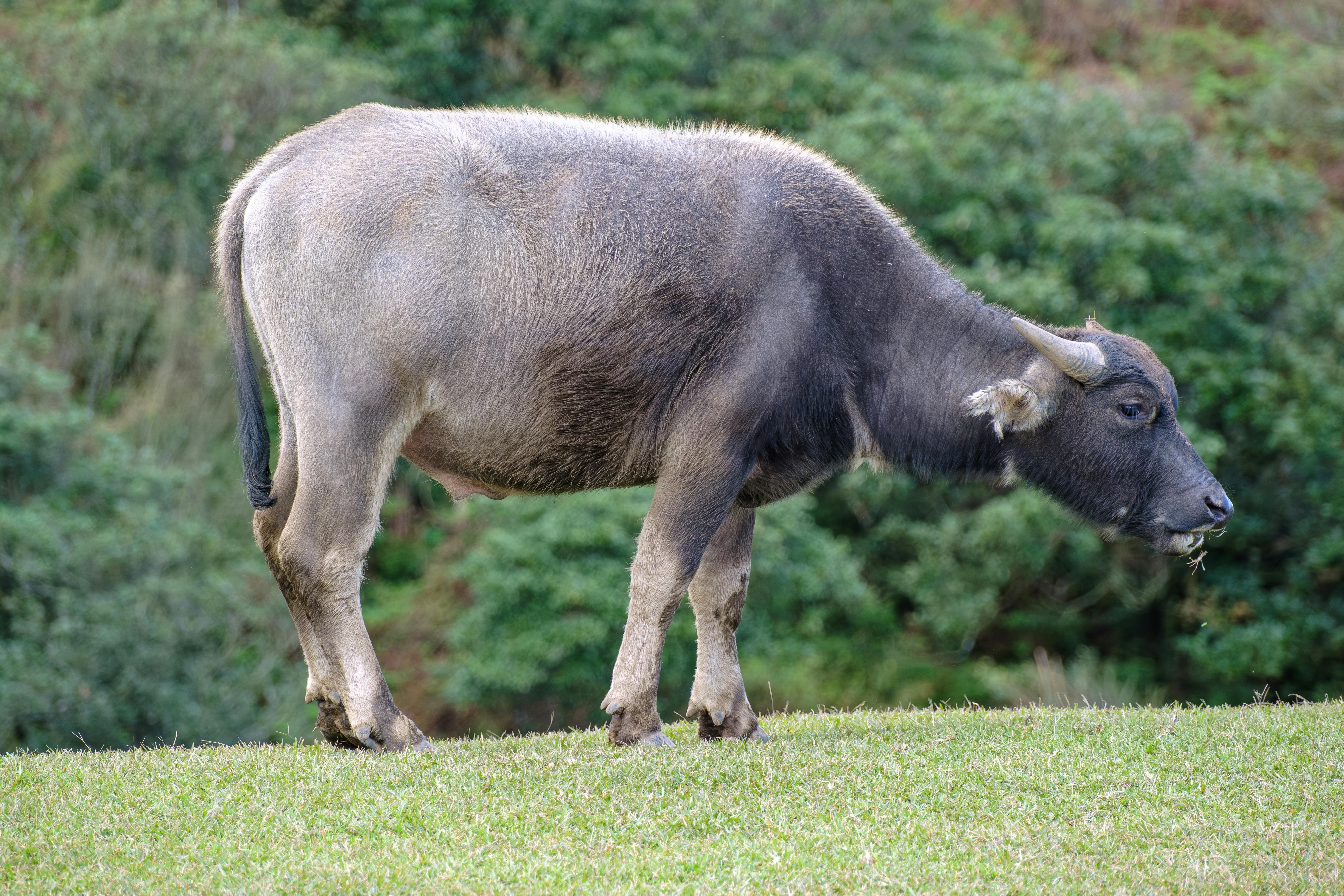 Gratuit Photos gratuites de agriculture, animal, animal à cornes Photos