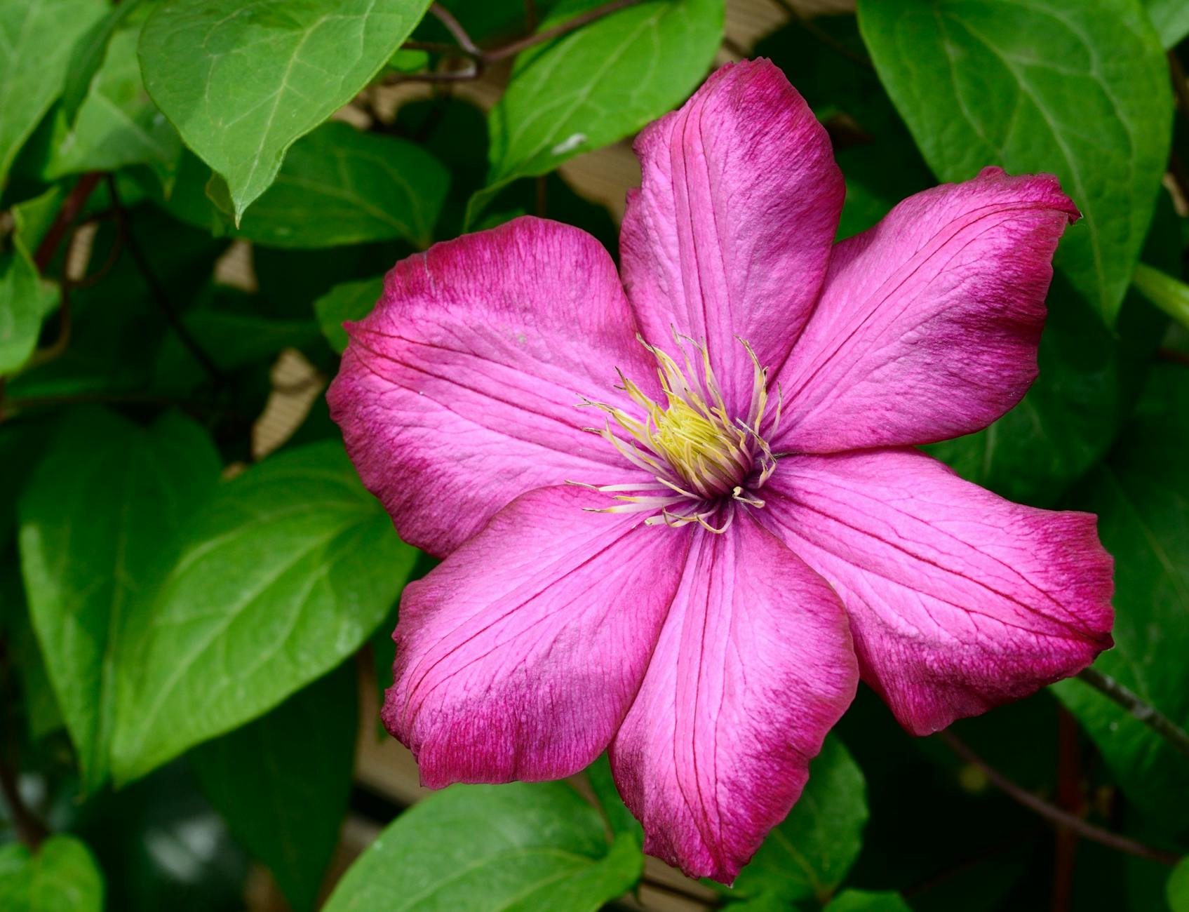 Clematis | Stunning Climbing Plants Perfect For Trellis And Arbors