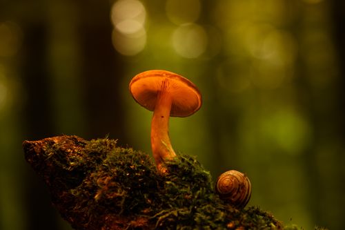Free Mushroom and snail on mossy log in a tranquil forest scene. Stock Photo