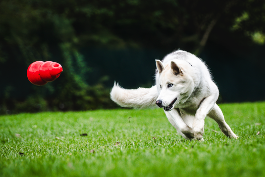 Energetic husky dog playing with red toy on a grassy field outdoors.