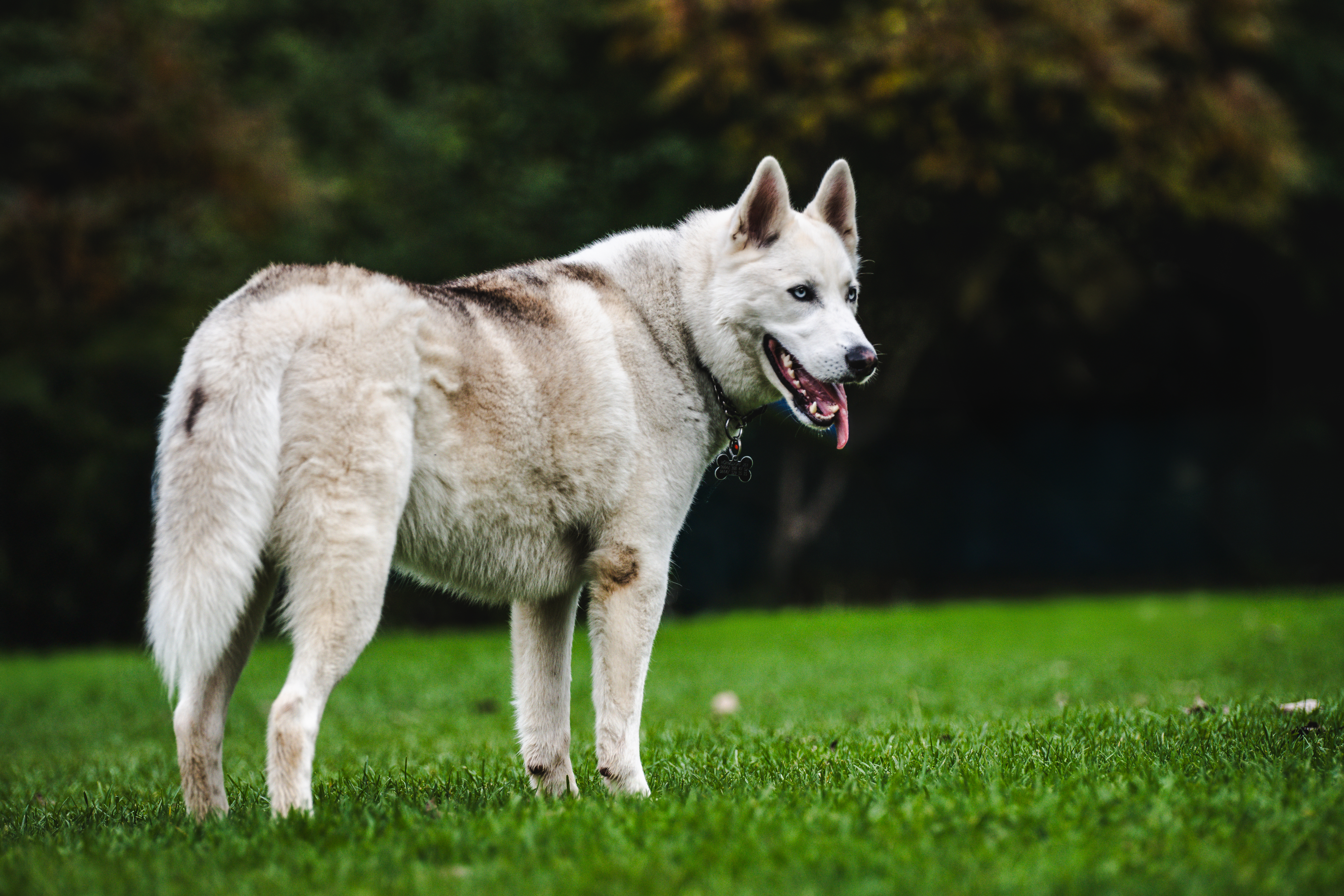 Beautiful Husky Dog in a Lush Green Park · Free Stock Photo