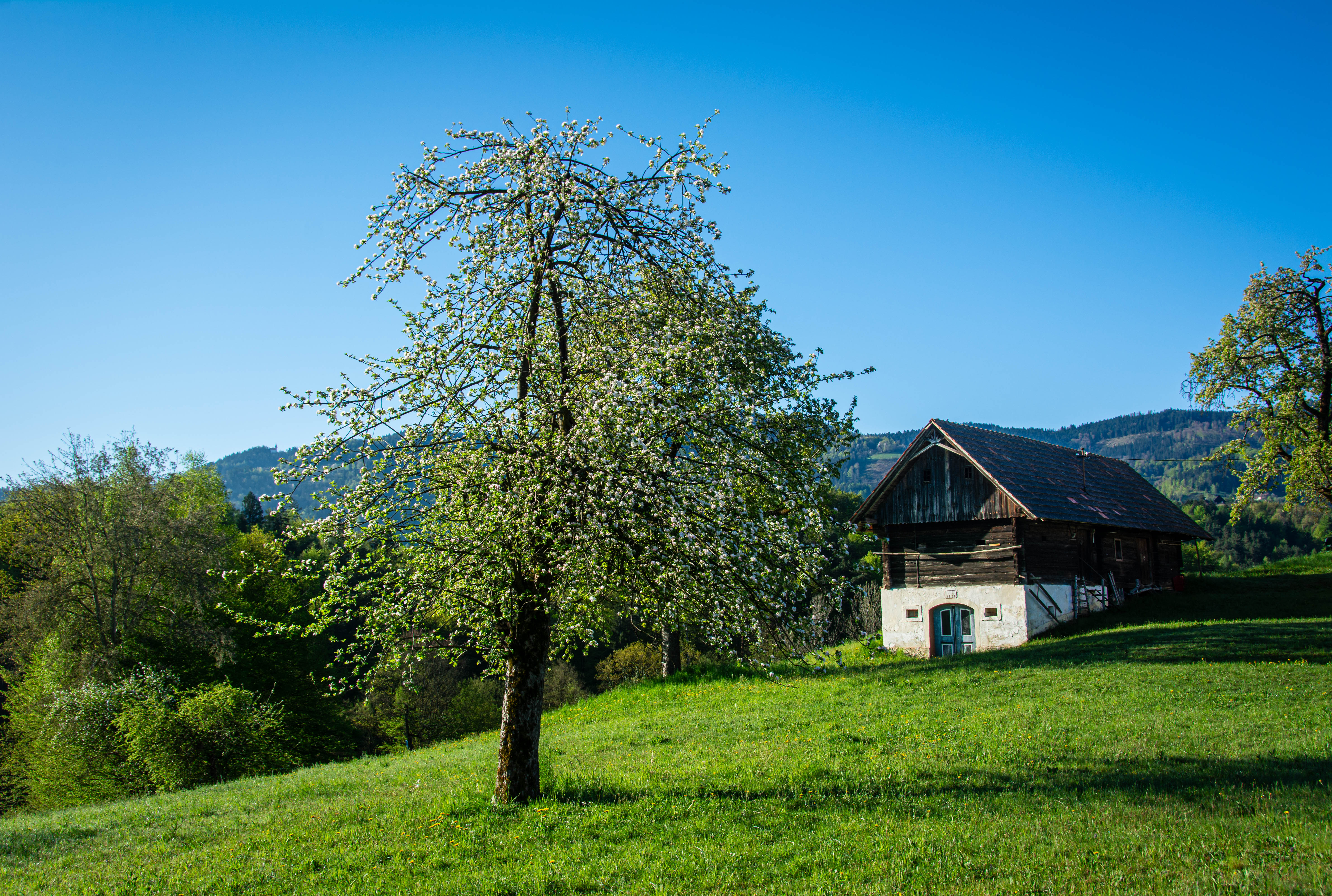 Quaint Rural Cottage in Blossoming Spring Landscape · Free Stock Photo