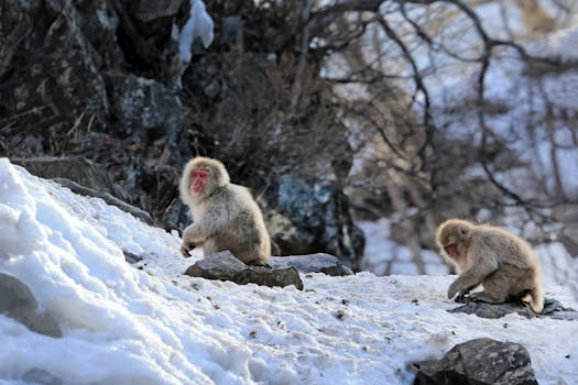 Two Japanese macaques sit on a snowy slope amidst a winter landscape.